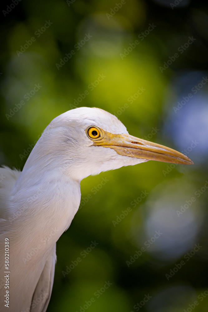 Beak closeup of cattle egret (Bubulcus ibis) Beak closeup of cattle egret (Bubulcus ibis)