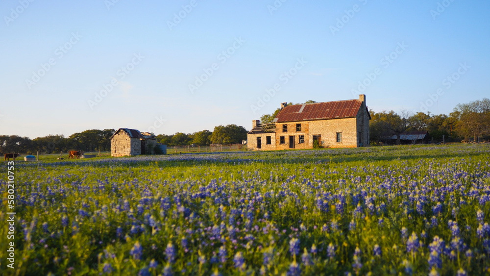 Old Farmhouse in a field of bluebonnets