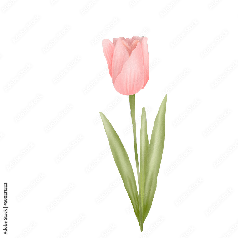 Tulip watercolor Boho pastel Tulip watercolor Boho pastel