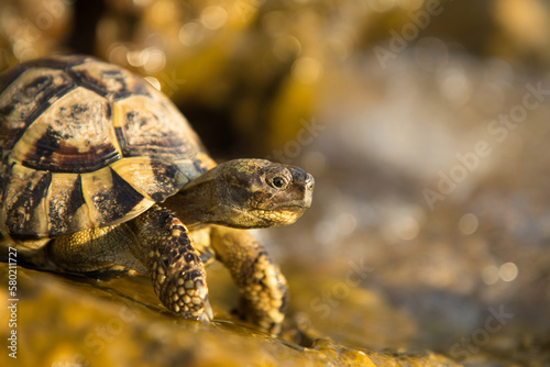 Turtle heading towards the Adriatic Sea (macro)