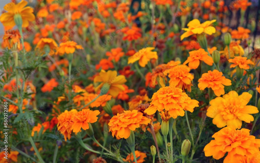 Selective focus of orange marigold flowers, floral background