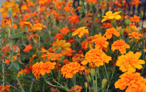 Selective focus of orange marigold flowers, floral background © Helena