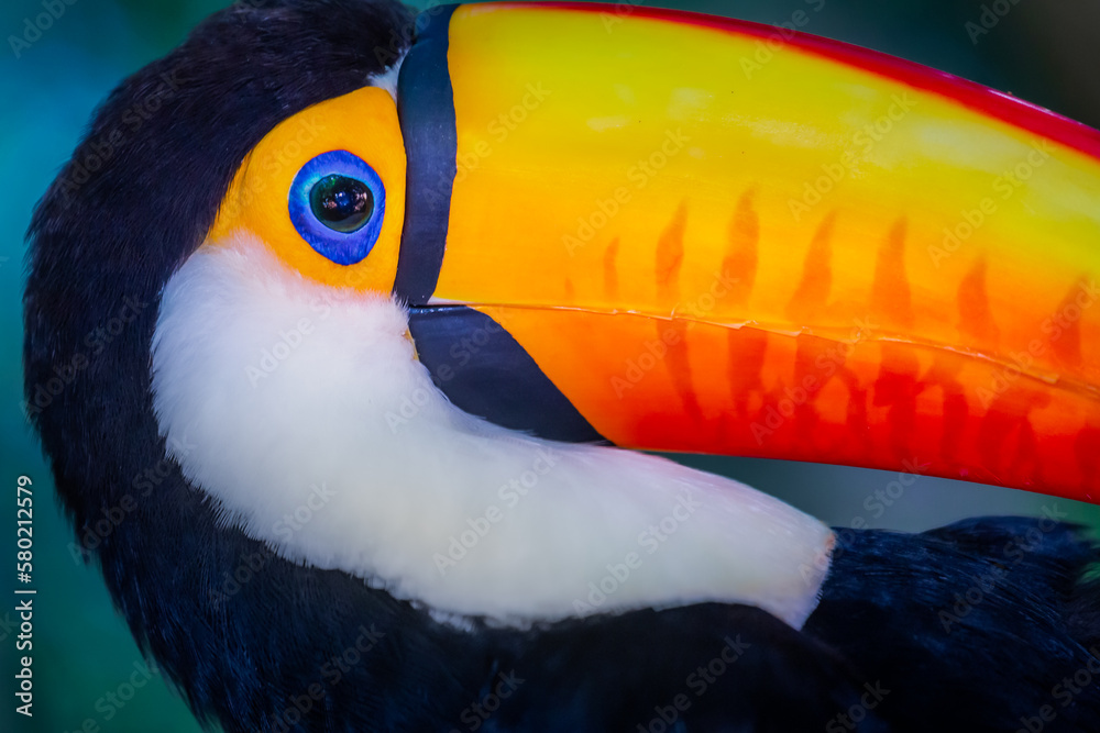 Cute Toucan tropical bird in Brazilian Pantanal with blurred background, Brazil