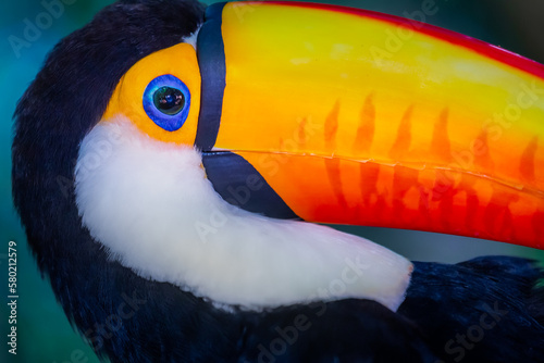 Obraz na płótnie Cute Toucan tropical bird in Brazilian Pantanal with blurred background, Brazil w salonie
