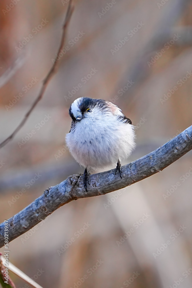 Naklejka premium エナガ