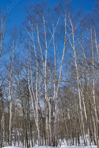 Wallpaper Mural 雪の中の白樺林 Torontodigital.ca