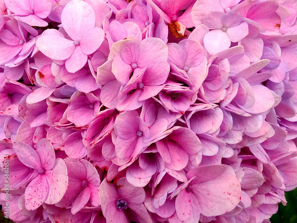 Flores rosadas, plano cercano, hermosas inspiran tranquilidad