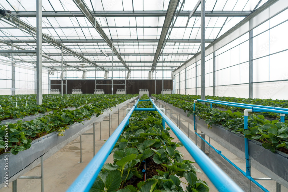 Greenhouse system for cultivation of strawberry. Water piping structure with lighting system in Aluminum Glass wall indoor farm.