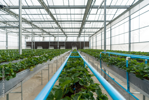 Greenhouse system for cultivation of strawberry. Water piping structure with lighting system in Aluminum Glass wall indoor farm.