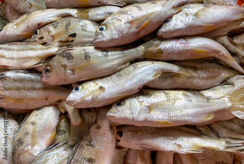 Close-up Fresh king mackerel fish with shell at local seafood market for sale,king mackerel fish are available in supermarkets is a popular seafood with a delicious taste,king mackerel fish background