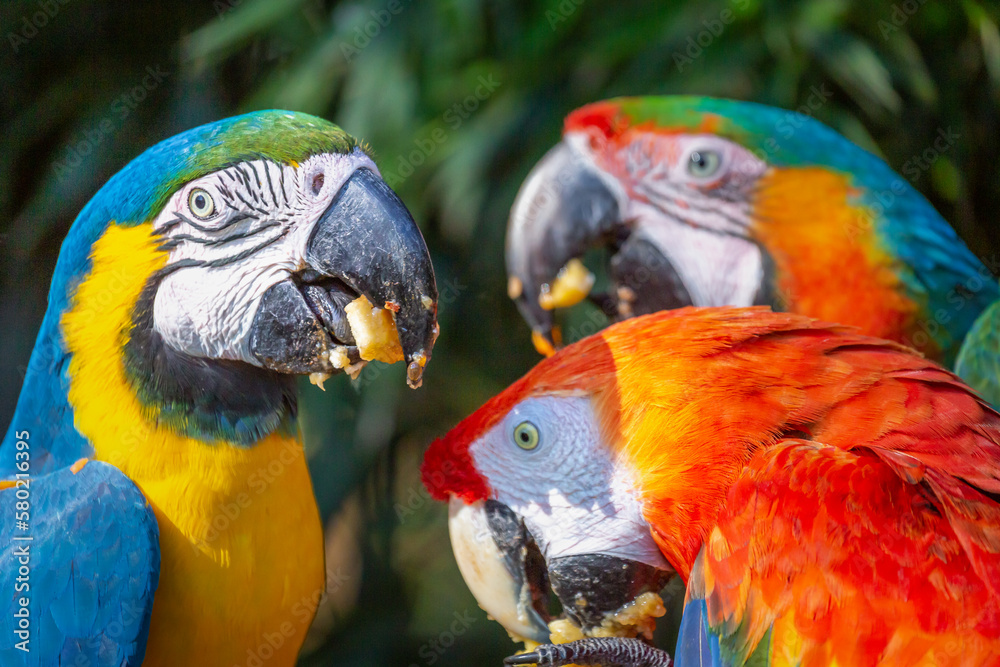 Parrots eating, macaw tropical birds on nature, Pantanal, Brazil