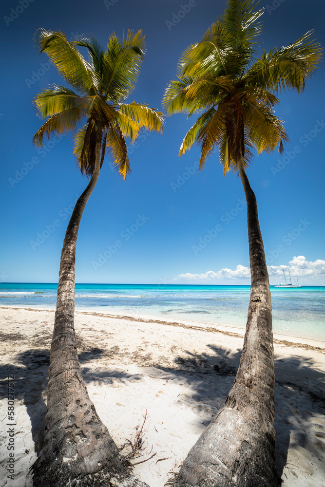 Tropical beach in caribbean sea, idyllic Saona island, Dominican Republic