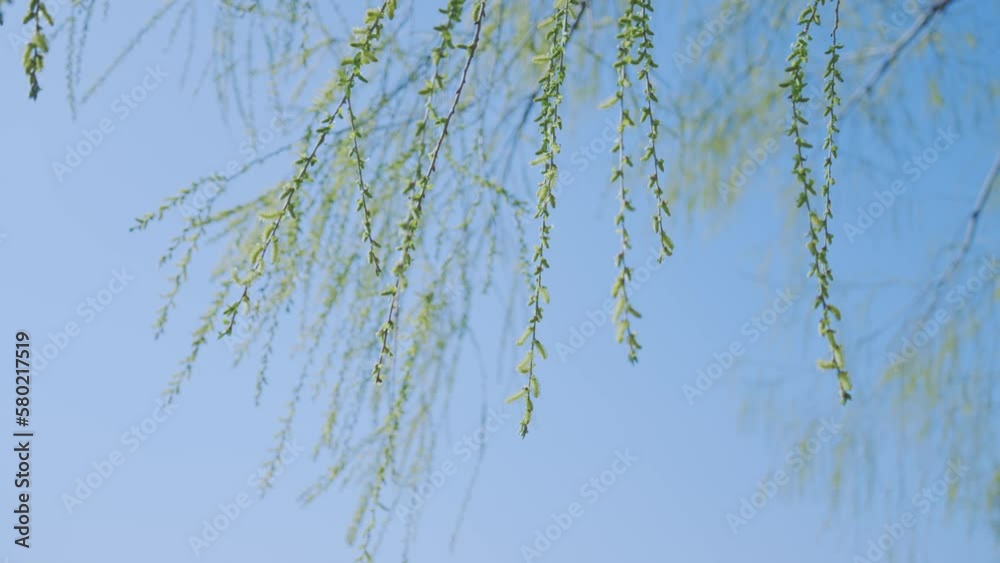 春風にそよぐ木の枝の蕾 多摩川の風景 春風にそよぐ木の枝の蕾 多摩川の風景