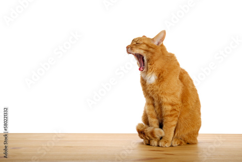 Foto Ginger cat sitting on wooden table crying or yawning isolated on white background
