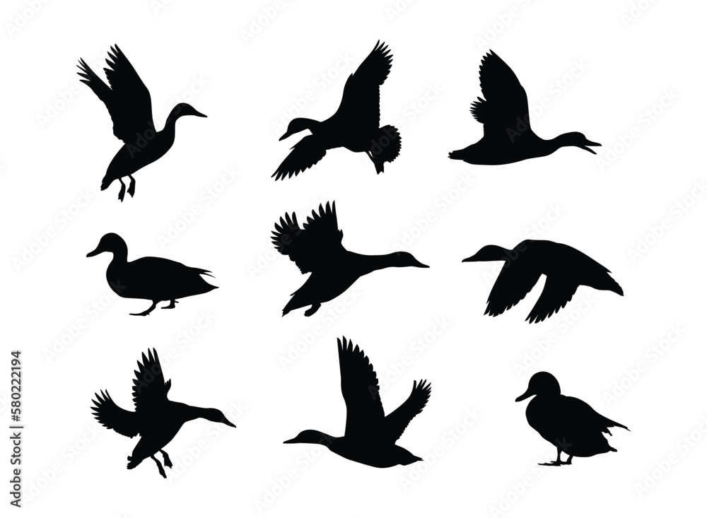 Fototapeta premium duck silhouette set in variety pose