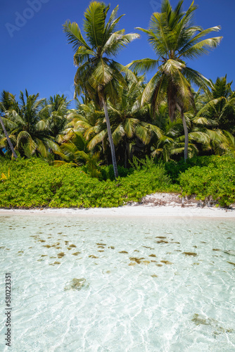 Tropical beach in caribbean sea, idyllic Saona island, Dominican Republic