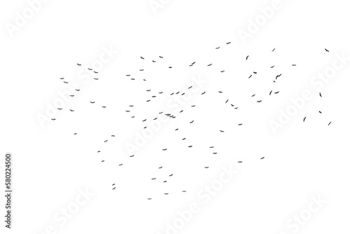 Flocks of flying birds isolated on white background. Save with clipping path.  