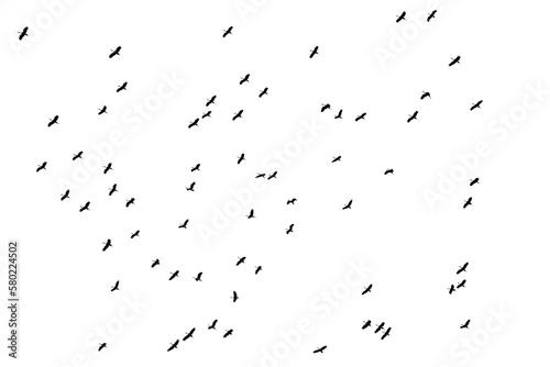 Flocks of flying birds isolated on white background. Save with clipping path.   © krsprs