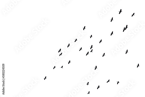 Flocks of flying birds isolated on white background. Save with clipping path. 
