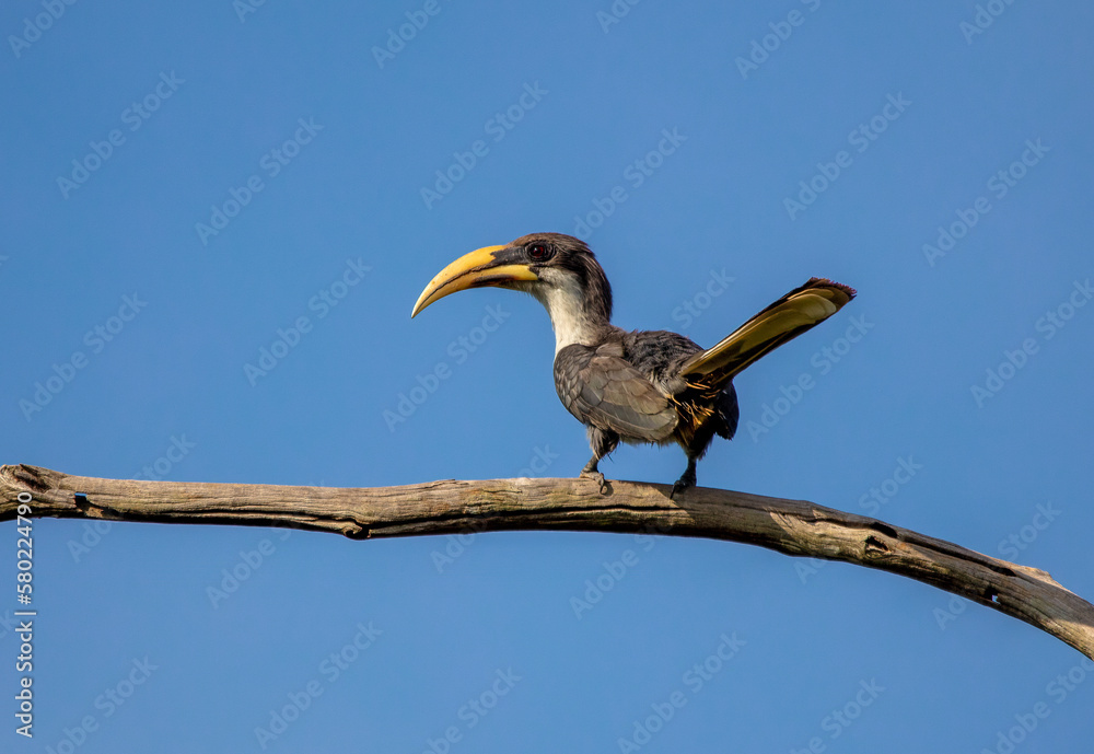 Obraz premium Endemic Sri Lankan grey hornbill