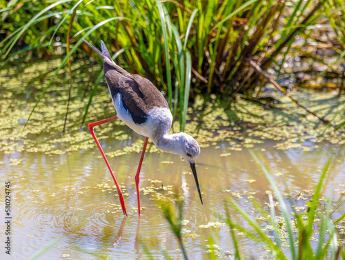 Black-winged Stilt photo