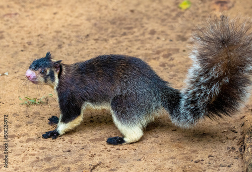 Giant squirrel photo