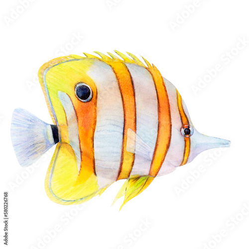 Watercolor drawing of butterfly fish on white background. Realistically painted underwater picture for illustration, stickers, logo, poster