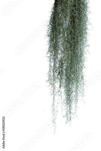 Spanish moss isolated on white background. Clipping path.