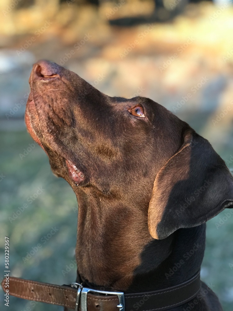 portrait of a German Shorthaired Pointer Dog 