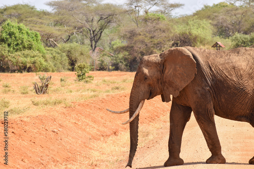 Photography Elefant