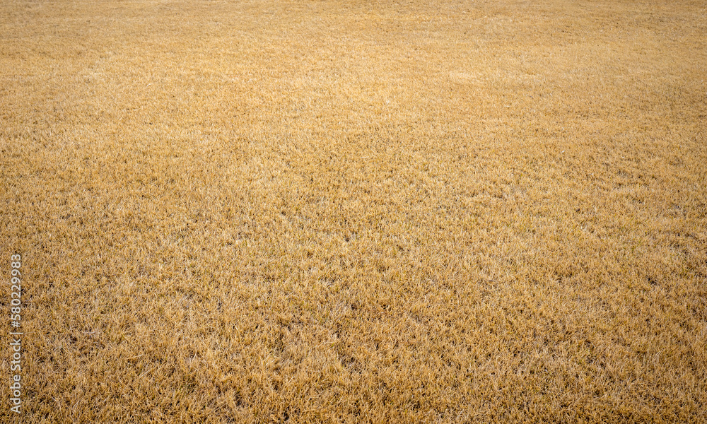 Fototapeta premium Texture of dry yellow short cut grass. Background of a money-orange meadow.
