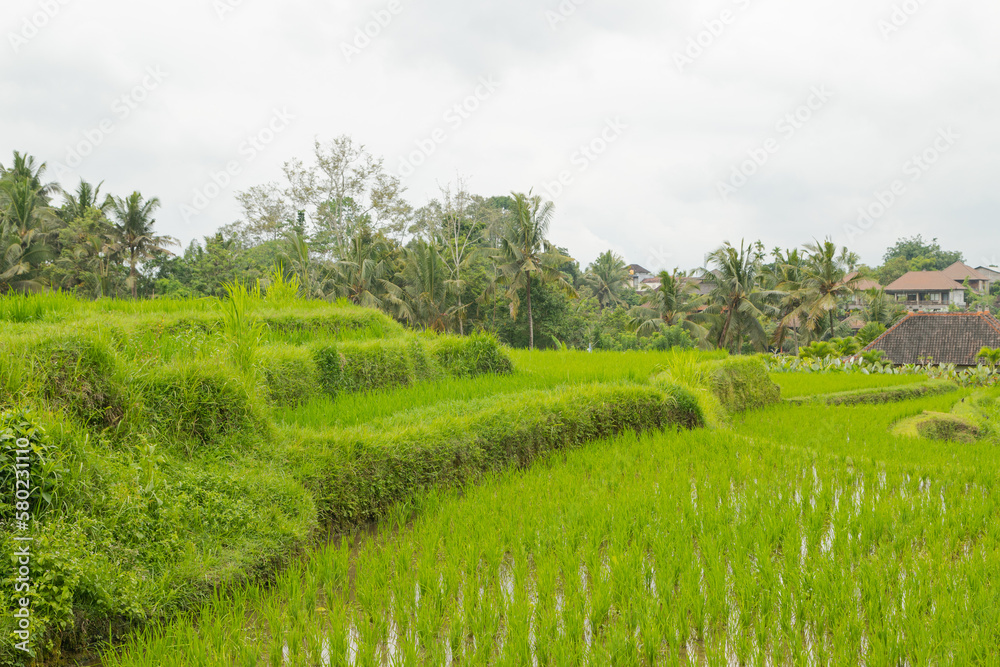 Rice terraces, Campuhan ridge walk, Bali, Indonesia, track on the hill with grass, large trees, jungle and rice fields.