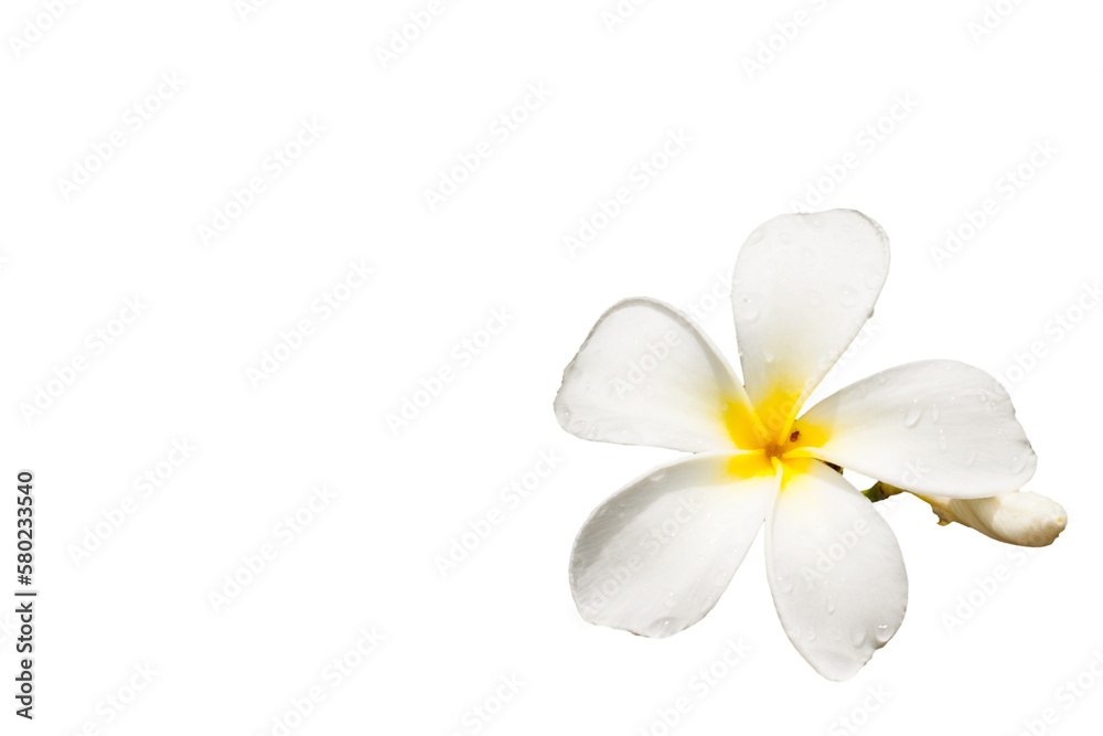 frangipani flower or plumeria isolated on white background.