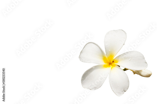 frangipani flower or plumeria isolated on white background.