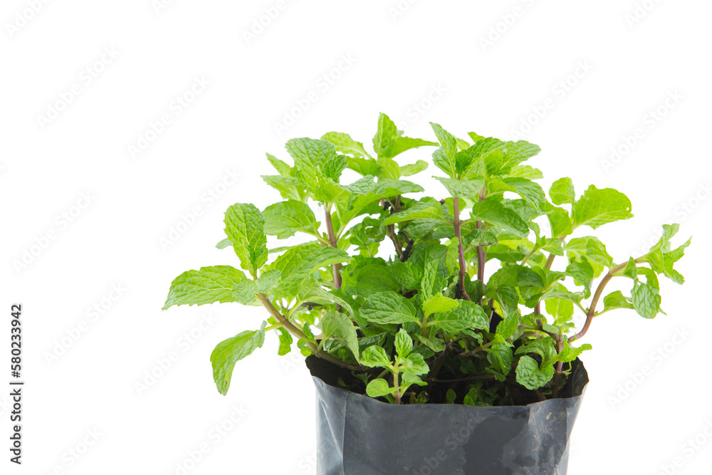 Fresh raw mint leaves isolated on white background. Fresh raw mint leaves isolated on white background.