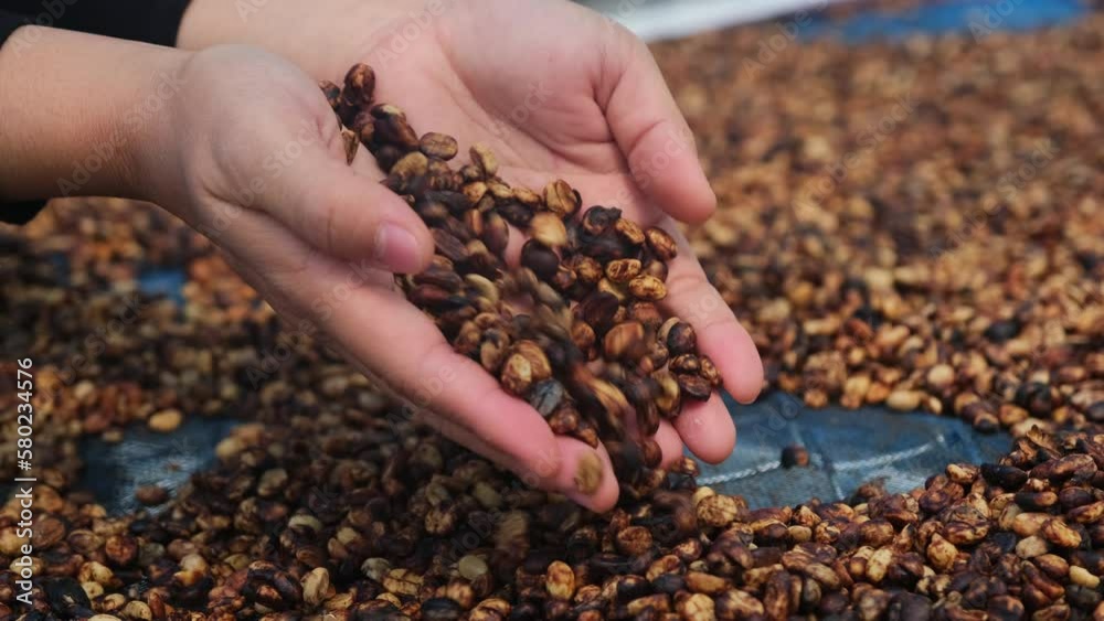 Drying coffee beans under sunlight. The natural drying of the coffee beans by the honey process, removed bulb and remaining sweet for dry. Dried arabica coffee beans in hand. Selective focus.