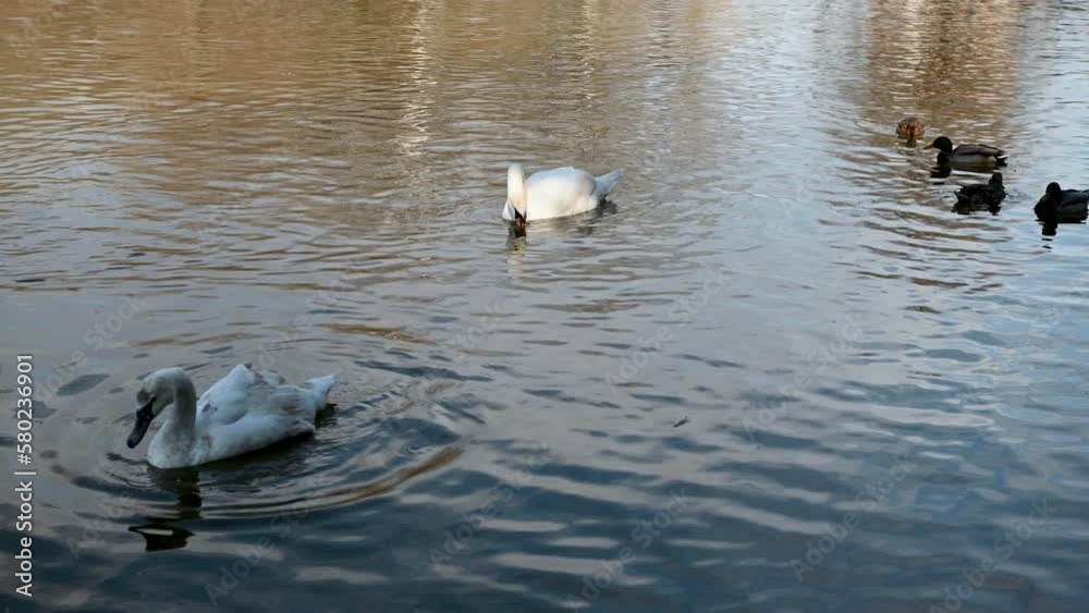 White swan and seagull feeding on the lake White swan and seagull feeding on the lake