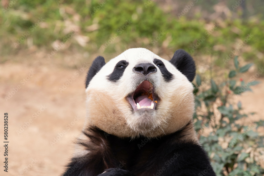 Fototapeta premium Close up Cute Fluffy Panda in South Korea