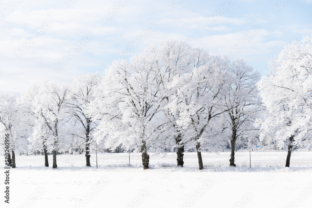 Sunrise morning with frosty trees in winter Sunrise morning with frosty trees in winter