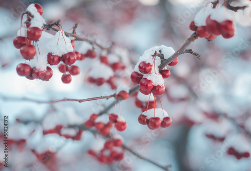 Close-up of frozen cherries growing on branches photo