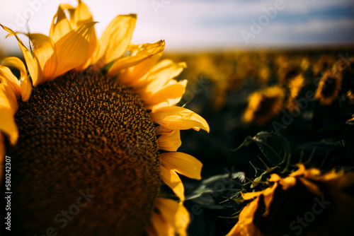 Close-up of sunflowers growing on field photo