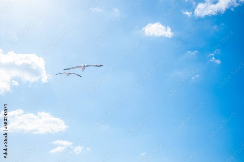 Low angle view of birds flying against blue sky Low angle view of birds flying against blue sky