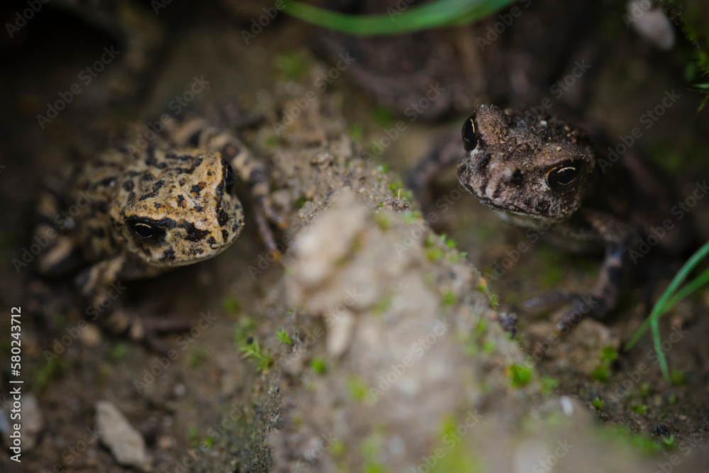 High angle view of western toads on field High angle view of western toads on field