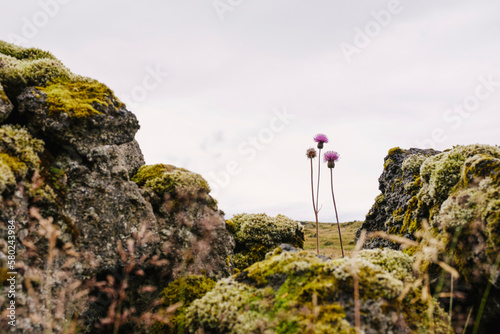 Thistles growing amidst mossy rocks against clear sky