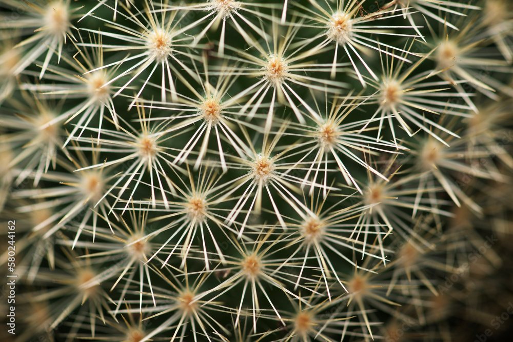 High angle close-up of potted cactus High angle close-up of potted cactus