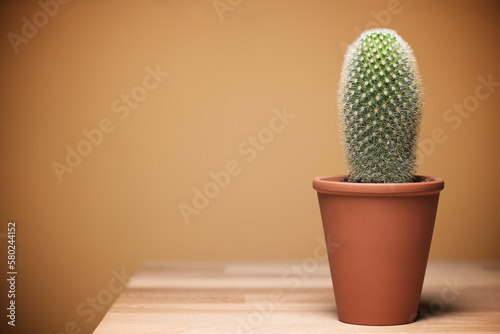 Potted cactus on wooden table against beige background