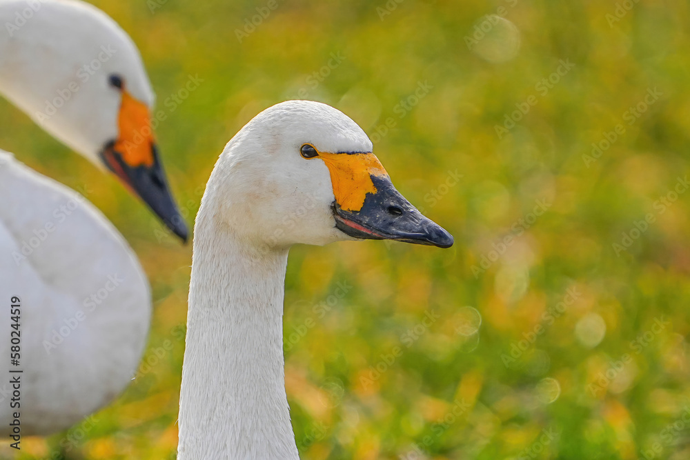 Obraz premium コハクチョウ