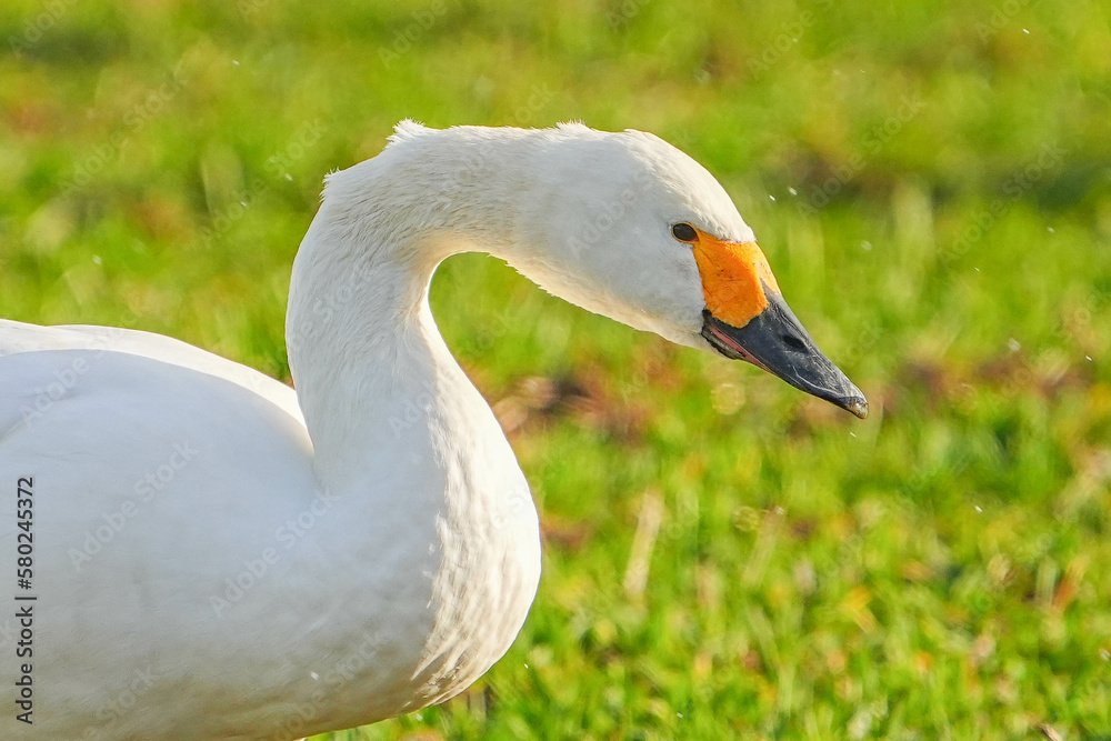 Obraz premium コハクチョウ