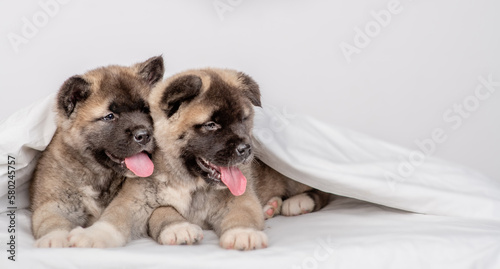 Two cute American Akita puppies lying under warm blanket on the bed at home and looking away on empty space © Ermolaev Alexandr