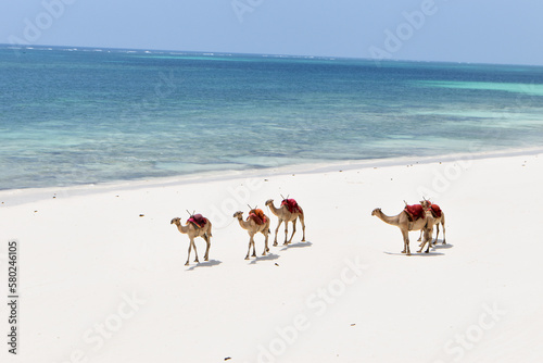 Camel on the beach